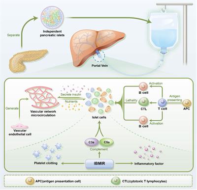 Challenges and opportunities in the islet transplantation microenvironment: a comprehensive summary of inflammatory cytokine, immune cells, and vascular endothelial cells